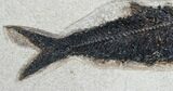 Giant Knightia Fossil Fish - Wyoming #8026-2